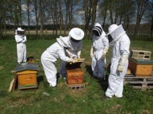 Apiculture